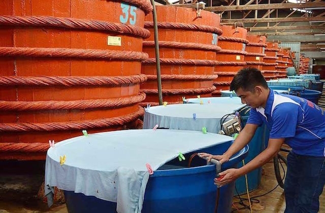 Kiến nghị thành lập Hiệp hội Nước mắm truyền thống (Ảnh: Internet)