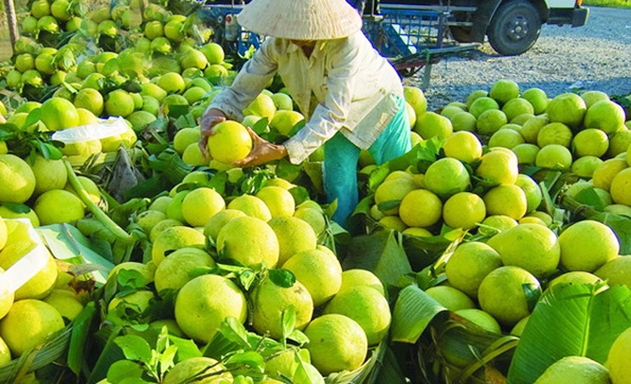 Bưởi Phúc Thọ là 1 trong 5 sản phẩm được dùng địa danh đặt tên cho sản phẩm