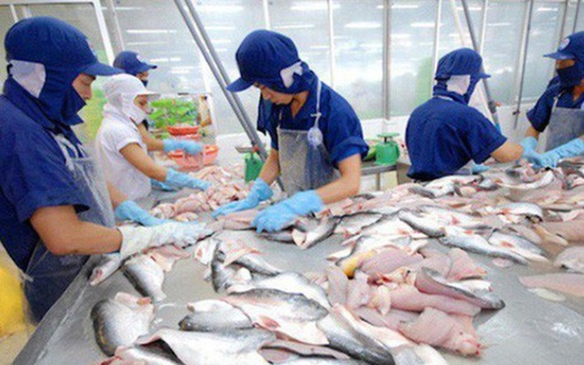 Giá cá tra tại Đồng bằng sông Cửu Long đảo chiều rớt mạnh (Ảnh Internet)