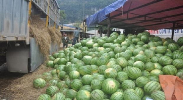Muốn xuất khẩu sang Trung Quốc, dưa hấu không được phép lót rơm (Ảnh: Internet)