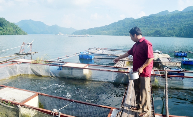 Mô hình nuôi cá lồng đang đem lại hiệu vượt trội cho thành viên HTX