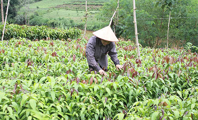 Vườn cây ươm giống của HTX