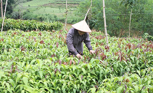 Vườn cây ươm giống của HTX