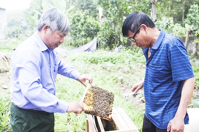 Người nuôi ong trong Liên hiệp hỗ trợ nhau về con giống, khoa học kỹ thuật, tiêu thụ sản phẩm