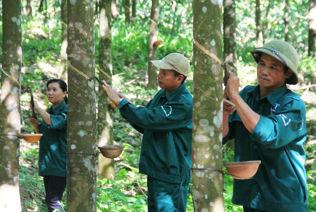 Cao su Quảng Nam lỗ 3 năm liên tiếp