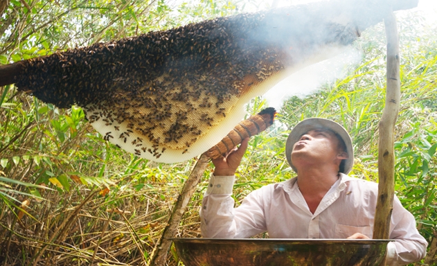 Mỗi năm, HTX thu gần 500 tấn mật ong