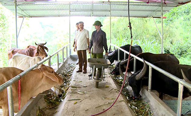 HTX đang gặt hái thành công nhờ chăn nuôi tập trung theo hướng an toàn