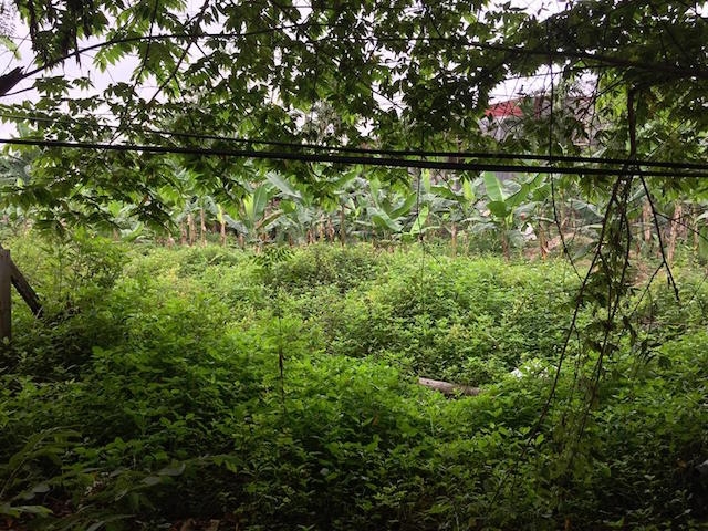 Một số khu vực được giải toả cây cỏ mọc um tùm