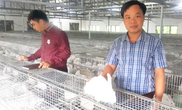 Mỗi tháng, HTX Sơn Nam cung cấp ra thị trường hơn 5.000 con thỏ thương phẩm