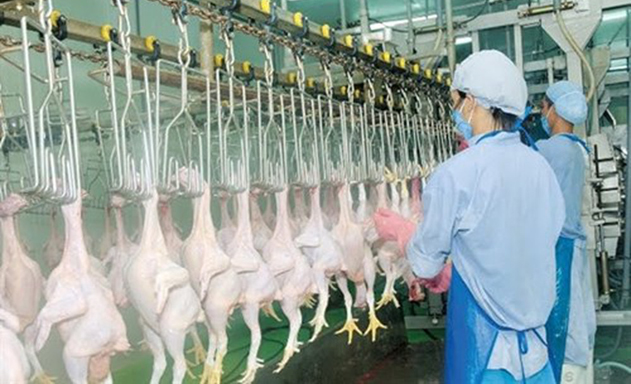 Thịt gà chế biến mới chỉ XK được vào Nhật Bản với số lượng khiêm tốn