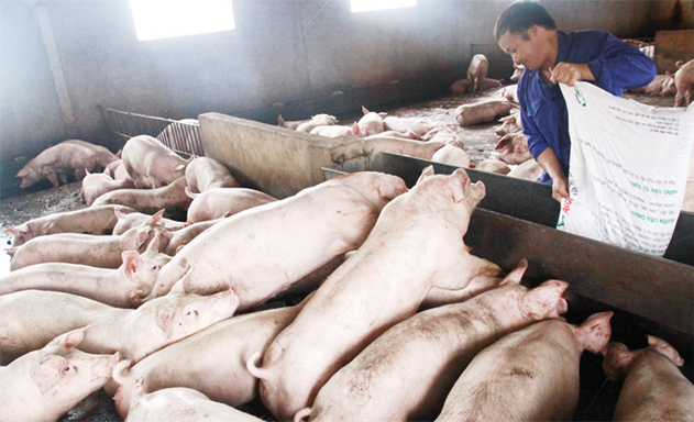 Mô hình chăn nuôi khép kín của HTX