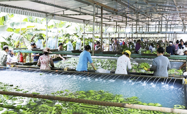 Sơ chế chuối già hương cấy mô trước khi đưa vào đóng gói phục vụ xuất khẩu