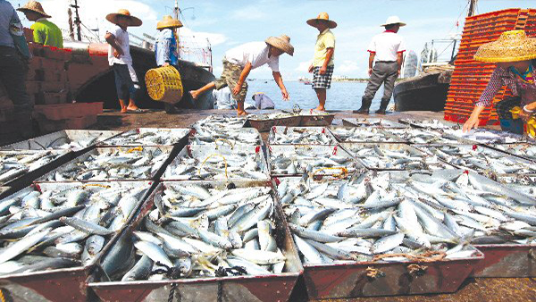 Đầu tư các dự án thủy sản tại 4 tỉnh miền Trung bằng khoản tiền bồi thường của Formosa (Ảnh Internet)