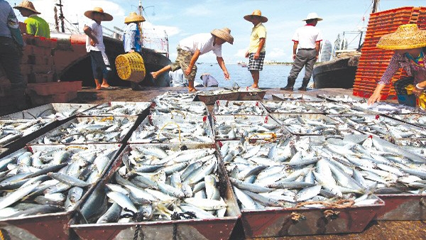 Đầu tư các dự án thủy sản tại 4 tỉnh miền Trung bằng khoản tiền bồi thường của Formosa (Ảnh Internet)