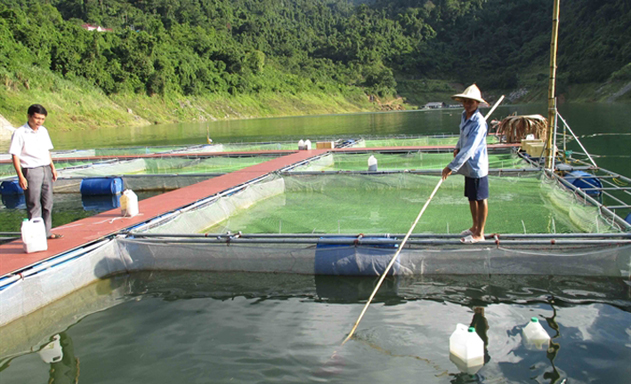 Mô hình nuôi cá nước lạnh của HTX Lùng Cải đang mang lại hiệu quả cao