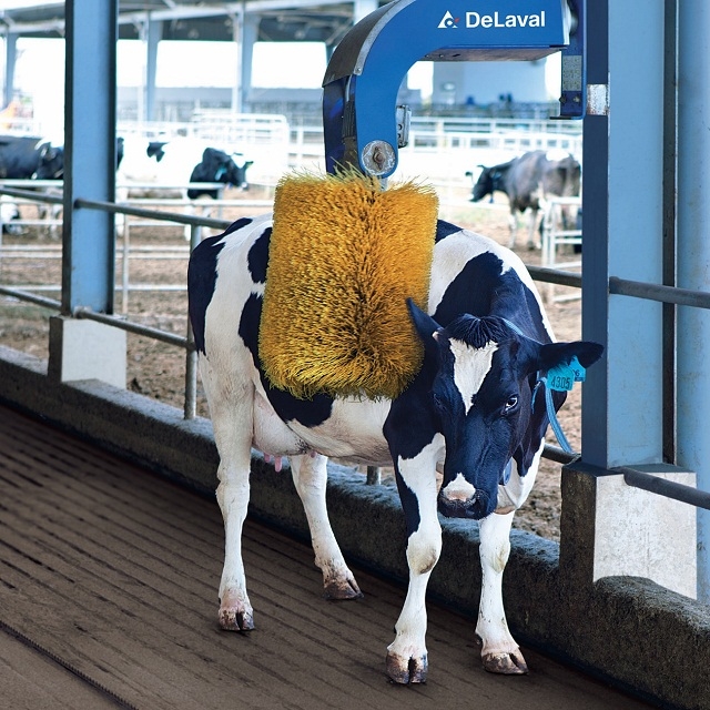 Những cô bò cũng có chế độ massage riêng để thư giãn như “resort”