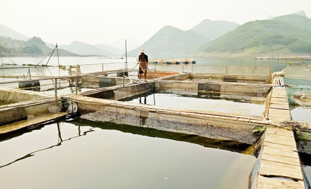 Khu vực nuôi cá lồng của HTX