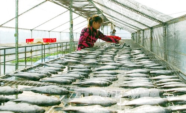 Công đoạn chế biến khô cá của HTX