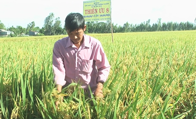 Cánh đồng lúa hữu cơ của HTX