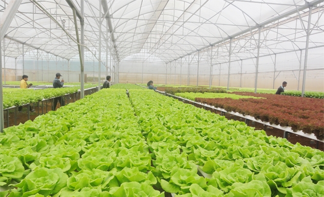 Đơn Dương là huyện dẫn đầu của tỉnh Lâm Đồng trong sản xuất nông nghiệp CNC