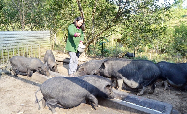 Mô hình nuôi lợn đen của HTX đang mở ra huớng đi mới cho người dân địa phương