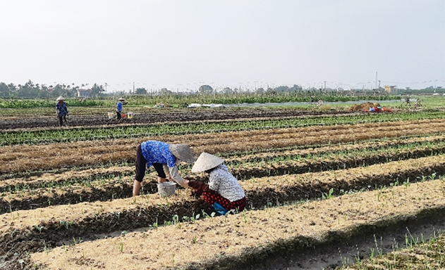 Nhiều HTX nông nghiệp khác mong muốn sớm nhận được hỗ trợ về nguồn nhân lực