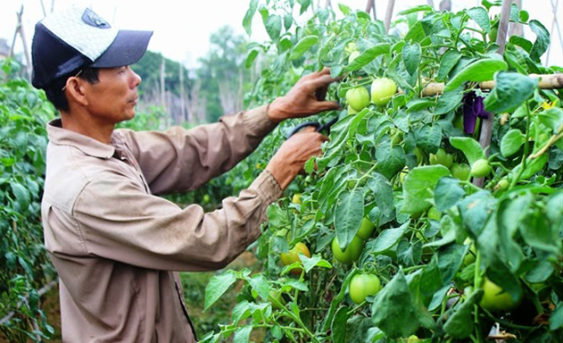 Mô hình trồng RAT của HTX đang phát huy hiệu quả rõ nét
