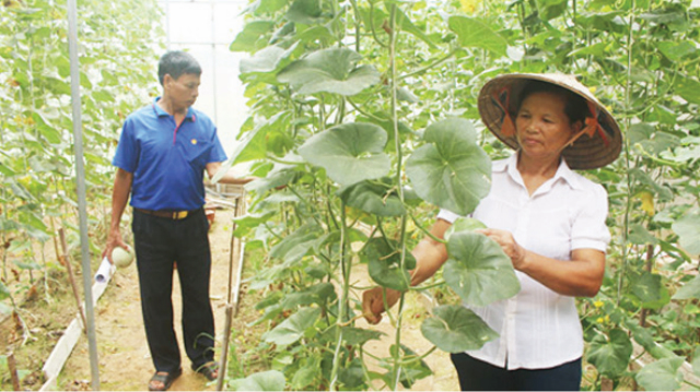 Liên kết để phát triển sản xuất, tiêu thụ nông sản