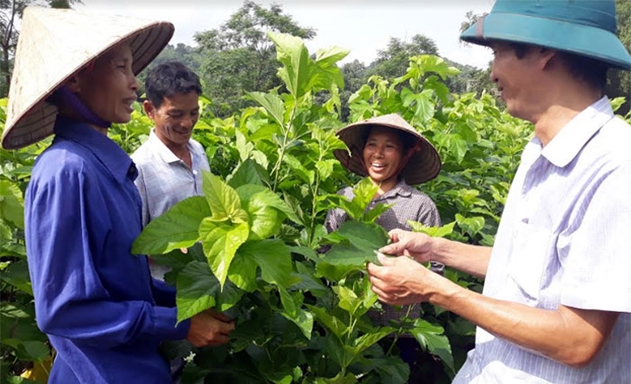 Trồng dâu nuôi tằm giúp thành viên HTX nâng cao hiệu quả kinh tế và bảo vệ đất đai, môi trường