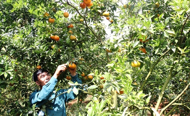 Nhờ sản xuất an toàn, HTX Văn Yên đang có doanh thu trên 4 tỷ đồng/năm