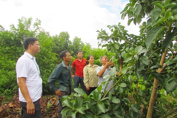 Việt Nam cần tìm kiếm và tuyển chọn những giống cây bơ ngon, chất lượng (Ảnh: Internet)