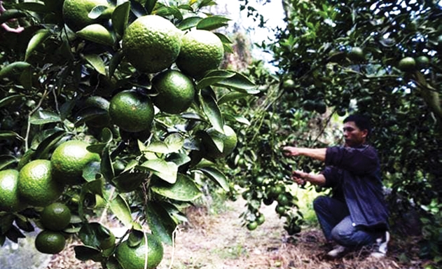 Cam sành Lục Yên đã được UNBD tỉnh lựa chọn là sản phẩm tiêu biểu để đăng ký bảo hộ Chỉ dẫn địa lý