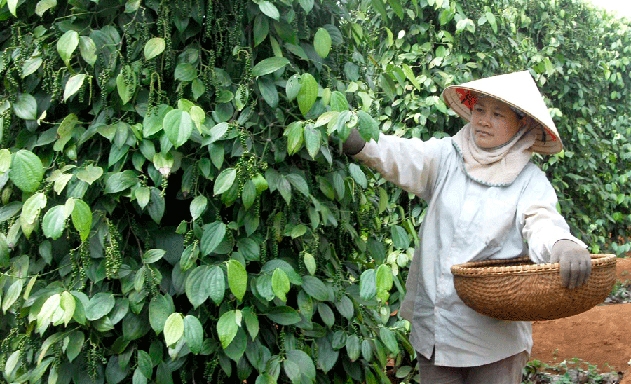 Lũy kế 4 tháng đầu năm 2019, XK hạt tiêu đạt 103.000 tấn, trị giá 270 triệu USD, tăng 18,6% về lượng nhưng giảm 12,2% về trị giá so với cùng kỳ năm 2018