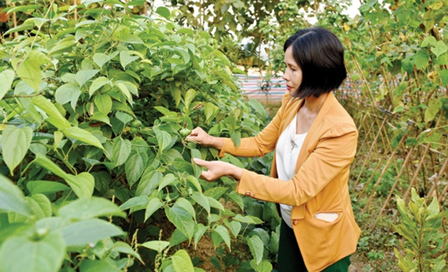 HTX sẽ đầu tư dây chuyền bóc tách, chế biến hạt để hình thành chuỗi sản xuất khép kín