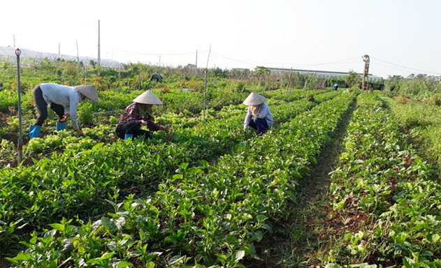 Khu vực trồng rau hữu cơ của HTX