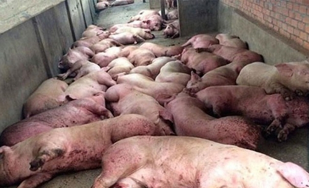 Dịch tả lợn châu Phi đang có chiều hướng lan rộng và khó kiểm soát