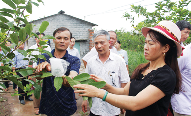 Tham quan mô hình ổi VietGAP của HTX Nam Vũ