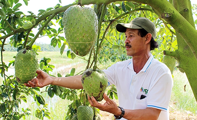 Cây mãng cầu 2 năm tuổi đạt năng suất 50 - 70 kg quả