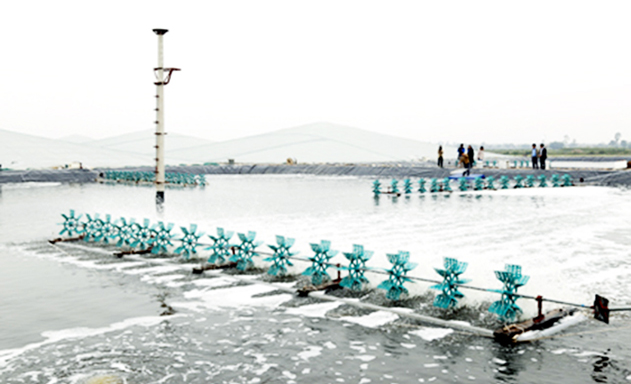 Mô hình nuôi thủy sản an toàn của HTX Kim Tiến cho doanh thu bình quân 200 - 300 triệu đồng/ha/năm