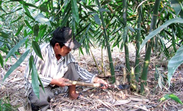 Một ha măng tre của HTX năng suất bình quân khoảng 10 - 15 tấn mỗi năm