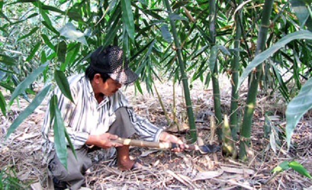 Một ha măng tre của HTX năng suất bình quân khoảng 10 - 15 tấn mỗi năm