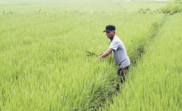 Vùng chuyên lúa giống 40 ha của HTX