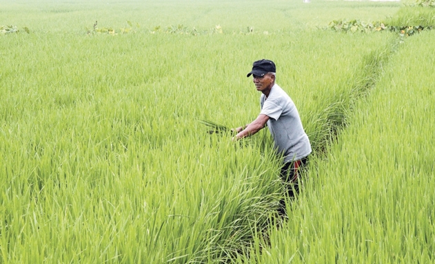 Vùng chuyên lúa giống 40 ha của HTX
