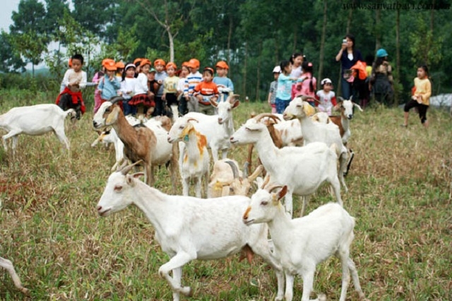 Nông trại Dê Trắng Farm