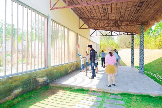 Sư tử trắng - một trong những loài động vật hoang dã quý hiếm tại FLC Zoo Safari Park