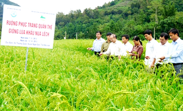 Nhờ sản xuất an toàn, thương hiệu gạo Khẩu Nua Lếch đang được nâng tầm