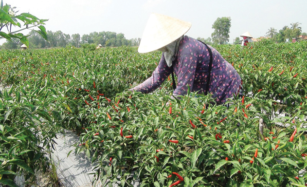 Tăng diện tích trồng cây vụ đông, góp phần nâng cao giá trị sản xuất nông nghiệp