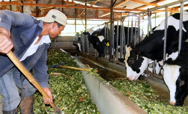 Chăn nuôi bò sữa là ngành kinh tế mũi nhọn của hàng nghìn hộ gia đình tại Đơn Dương