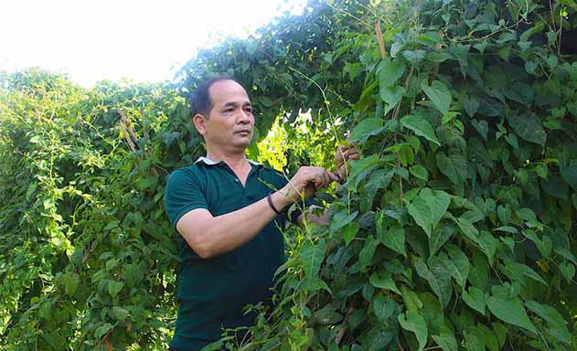 HTX sẽ nhân rộng quy mô trồng dược liệu trên tổng diện tích 100 ha