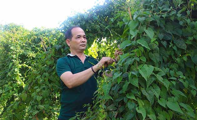 HTX sẽ nhân rộng quy mô trồng dược liệu trên tổng diện tích 100 ha